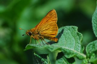 Orman Zpzp (Ochlodes sylvanus)