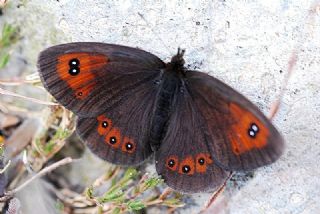 Harem Gzelesmeri (Erebia ottomana)
