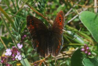Harem Gzelesmeri (Erebia ottomana)