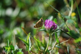 Gm Benekli Zpzp (Hesperia comma)