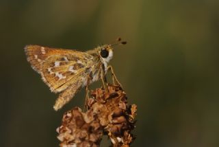 Gm Benekli Zpzp (Hesperia comma)