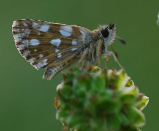 Kzl Zpzp (Spialia orbifer)