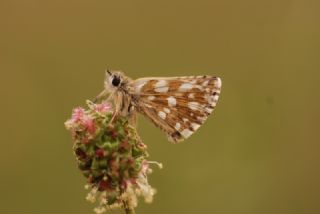 Kzl Zpzp (Spialia orbifer)