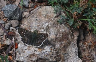 B�y�k Boz Z�pz�p&nbsp;(Pyrgus&nbsp;alveus)