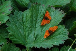 Kafkas Meneke Kelebei (Boloria caucasica)