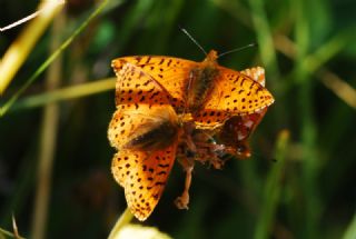 Kafkas Meneke Kelebei (Boloria caucasica)