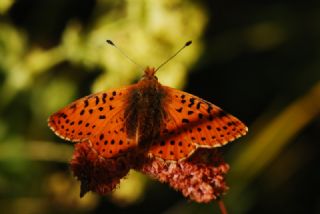 Kafkas Meneke Kelebei (Boloria caucasica)