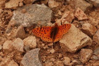 Kafkas Meneke Kelebei (Boloria caucasica)