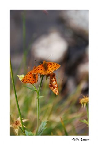 Kafkas Meneke Kelebei (Boloria caucasica)