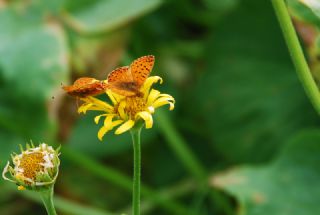 Kafkas Meneke Kelebei (Boloria caucasica)