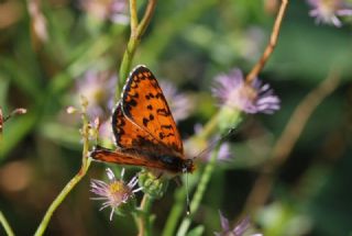 Kafkasyal parhan (Melitaea interrupta)