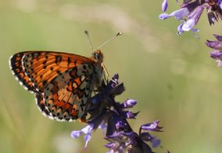 Kafkasyal parhan (Melitaea interrupta)