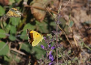 Sar Azamet (Colias croceus)