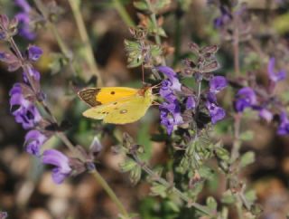 Sar Azamet (Colias croceus)