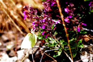 Orakkanat (Gonepteryx rhamni)