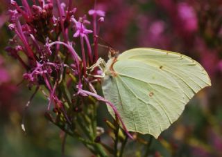 Anadolu Orakkanad (Gonepteryx farinosa)