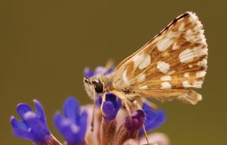 Kzl Zpzp (Spialia orbifer)