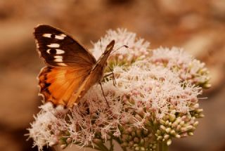 K�z�l Cad�&nbsp;(Chazara&nbsp;bischoffii)