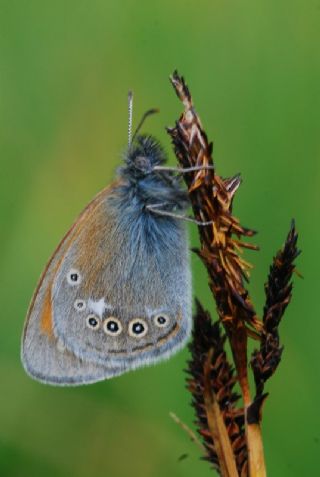 Orman Zpzp Perisi (Coenonympha glycerion)