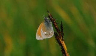 Orman Zpzp Perisi (Coenonympha glycerion)