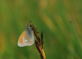 Orman Zpzp Perisi (Coenonympha glycerion)