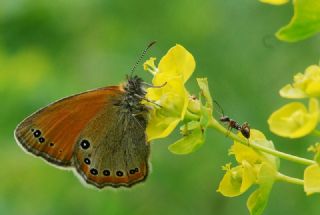 Rus Zpzp Perisi (Coenonympha leander)
