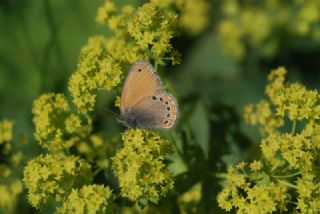 Rus Zpzp Perisi (Coenonympha leander)