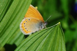 Rus Zpzp Perisi (Coenonympha leander)