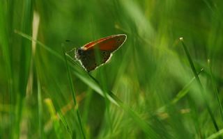 Rus Zpzp Perisi (Coenonympha leander)