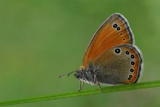Rus Zpzp Perisi (Coenonympha leander)