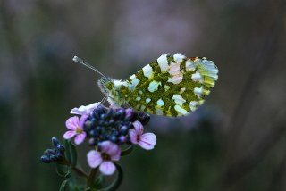 Turuncu Ssl (Anthocharis cardamines)