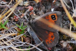 Kafkas Gzelesmeri (Erebia graucasica )