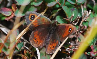 Kafkas Gzelesmeri (Erebia graucasica )