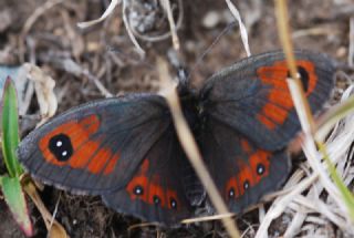 Kafkas Gzelesmeri (Erebia graucasica )