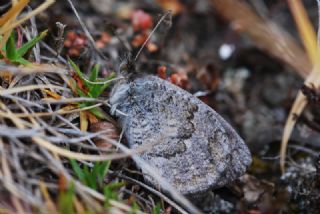 Kafkas Gzelesmeri (Erebia graucasica )