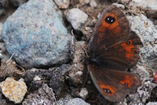 Kafkas Gzelesmeri (Erebia graucasica )