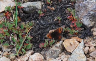 Kafkas Gzelesmeri (Erebia graucasica )