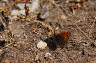 Kafkas Gzelesmeri (Erebia graucasica )