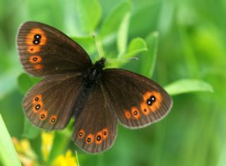 Orman Gzelesmeri (Erebia medusa )