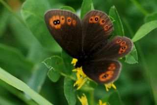 Orman Gzelesmeri (Erebia medusa )