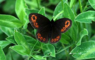 Orman Gzelesmeri (Erebia medusa )