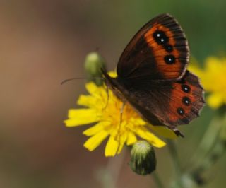 sko Gzelesmeri (Erebia aethiops)