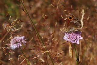 Mecnun Gzelesmeri (Erebia melancholica)