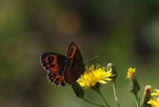 sko Gzelesmeri (Erebia aethiops)