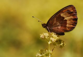 Mecnun Gzelesmeri (Erebia melancholica)