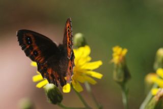 sko Gzelesmeri (Erebia aethiops)