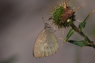 Kaya Esmeri (Kirinia clymene)