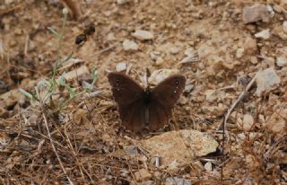 Beyaz Damarl Pirireis (Satyrus amasinus)