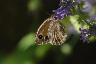 Beyaz Damarl Pirireis (Satyrus amasinus)