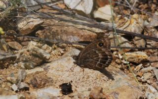 Beyaz Damarl Pirireis (Satyrus amasinus)